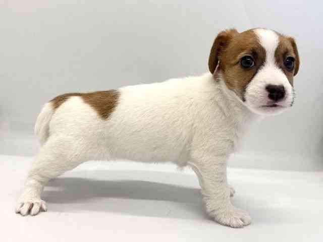 京都府のジャックラッセルテリア (ひごペットフレンドリー京都店/2025年10月18日生まれ/女の子/ホワイトタン)の子犬の3枚目の画像