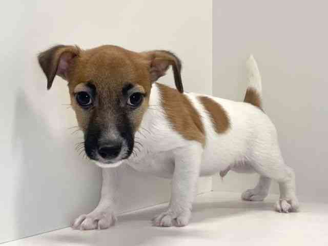 兵庫県のジャックラッセルテリア (ひごペットフレンドリーイトーヨーカドー明石店/2025年10月18日生まれ/男の子/ホワイトタン)の子犬の3枚目の画像