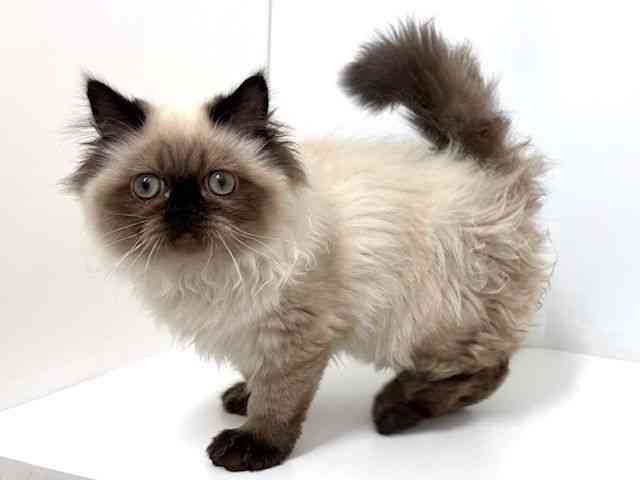 大阪府のヒマラヤン (ひごペットフレンドリーベルファⅡ都島店/2025年10月18日生まれ/男の子/シールポイント)の子猫の3枚目の画像