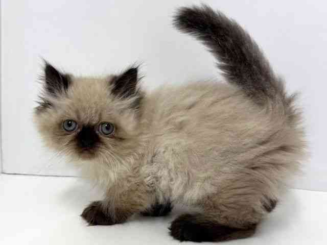 大阪府のヒマラヤン (ひごペットフレンドリーベルファⅡ都島店/2025年10月18日生まれ/男の子/シールポイント)の子猫の3枚目の画像