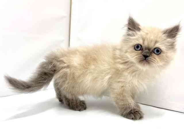 大阪府のヒマラヤン (ひごペットフレンドリーイオンタウン茨木太田店/2025年10月18日生まれ/男の子/ブルーポイント)の子猫の3枚目の画像