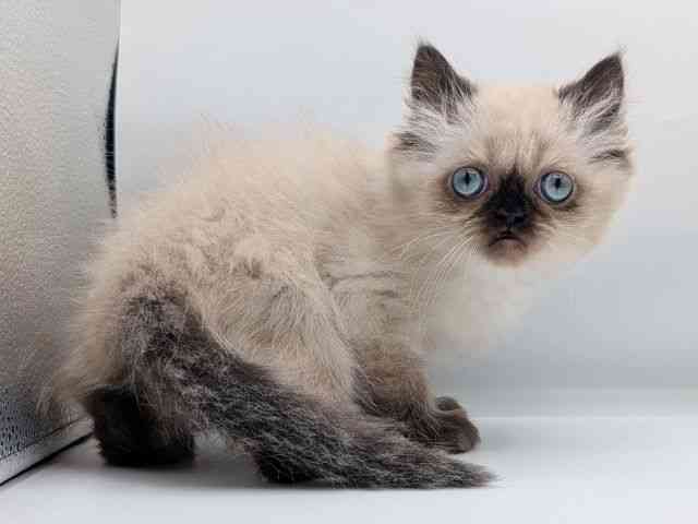 香川県のヒマラヤン (ひごペットフレンドリーゆめタウン高松店/2025年10月18日生まれ/男の子/シールポイント)の子猫の3枚目の画像