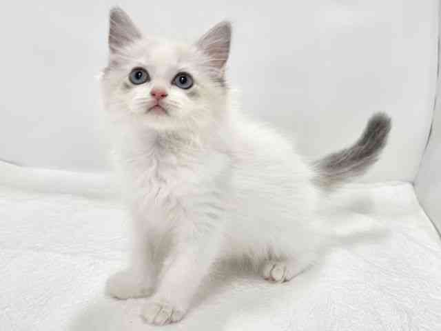 高知県のラグドール (ひごペットフレンドリーイオンモール高知店/2025年10月17日生まれ/女の子/シールポイントバイカラー)の子猫の3枚目の画像