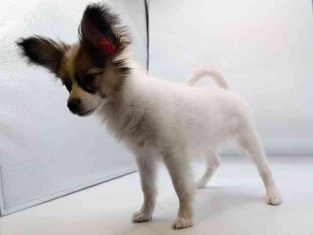 高知県のパピヨン (ひごペットフレンドリーイオンモール高知店/2025年10月19日生まれ/女の子/ホワイトブラウン)の子犬の3枚目の画像