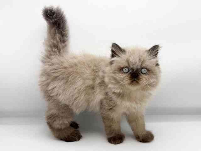 大阪府のヒマラヤン (ひごペットフレンドリーららぽーとEXPOCITY店/2025年10月14日生まれ/男の子/シールポイント)の子猫の3枚目の画像