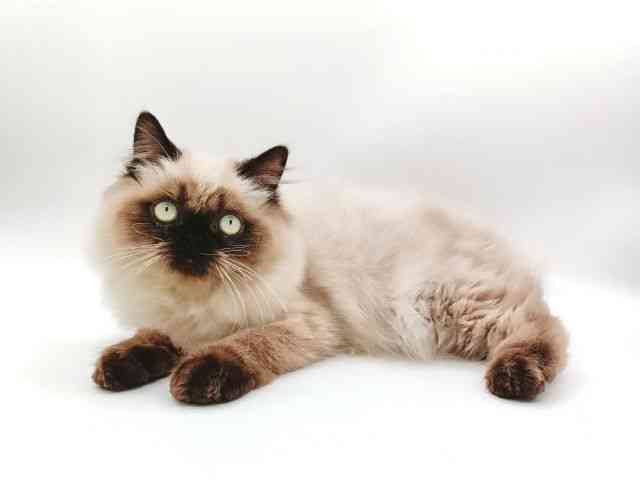 大阪府のヒマラヤン (ひごペットフレンドリー泉ヶ丘店/2025年10月14日生まれ/男の子/シールポイント)の子猫の3枚目の画像