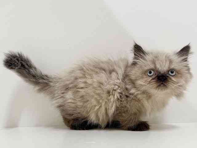 奈良県のヒマラヤン (ひごペットフレンドリーイオンモール橿原ウエスト・ビレッジ店/2025年10月14日生まれ/女の子/シールポイント)の子猫の3枚目の画像