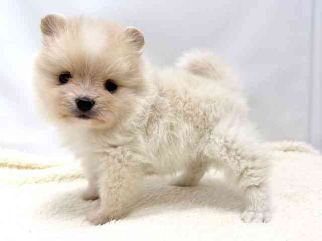 広島県のポメラニアン (ひごペットフレンドリーゆめタウン廿日市店/2025年10月17日生まれ/女の子/クリーム)の子犬の3枚目の画像