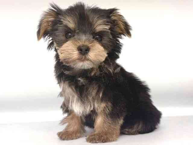 大阪府のマルキー/マルヨーキー(マルチーズ×ヨークシャーテリア) (ひごペットフレンドリー岸和田店/2025年10月19日生まれ/男の子/ブラックタン)の子犬の3枚目の画像