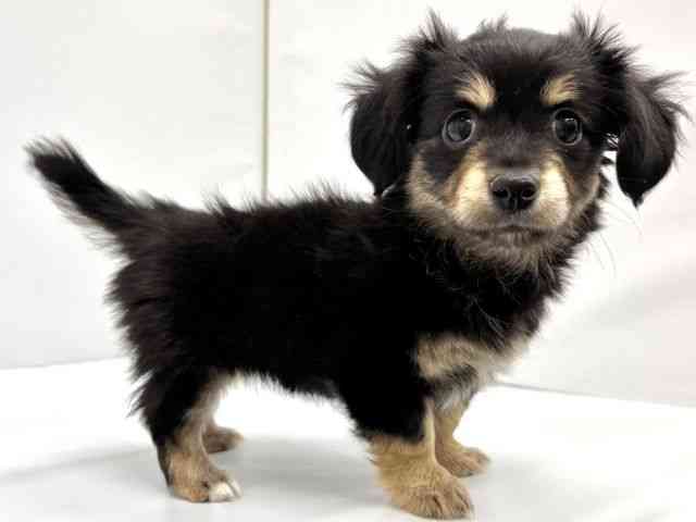 大阪府のチワックス(チワワ×ダックス) (ひごペットフレンドリーイオンタウン茨木太田店/2025年10月18日生まれ/女の子/ブラックタン)の子犬の3枚目の画像