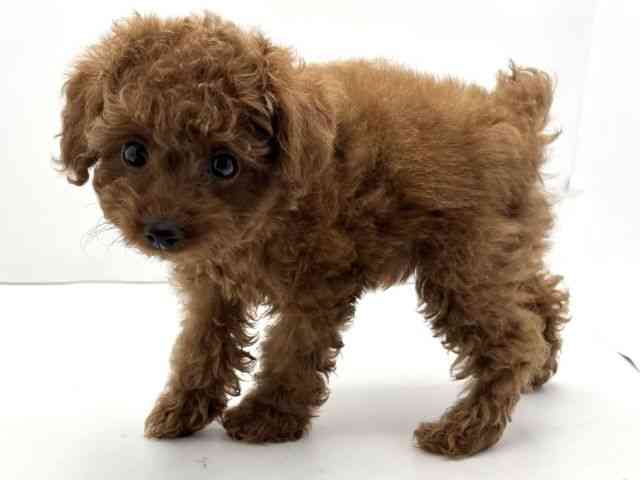 兵庫県のトイプードル(トイ) (ひごペットフレンドリークラウンパーク伊丹店/2025年10月19日生まれ/男の子/レッド)の子犬の3枚目の画像