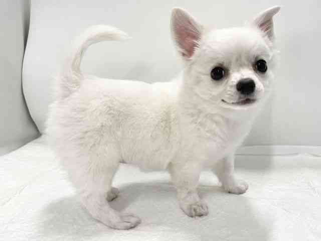 高知県のチワワ(ロング) (ひごペットフレンドリーイオンモール高知店/2025年10月18日生まれ/男の子/ホワイトクリーム)の子犬の3枚目の画像