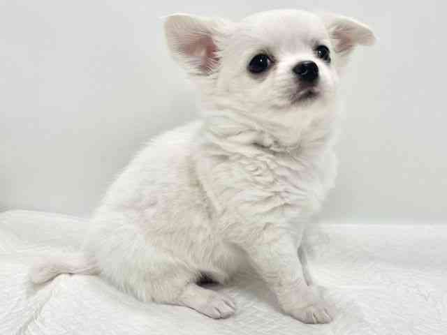 高知県のチワワ(ロング) (ひごペットフレンドリーイオンモール高知店/2025年10月18日生まれ/男の子/ホワイトクリーム)の子犬の3枚目の画像