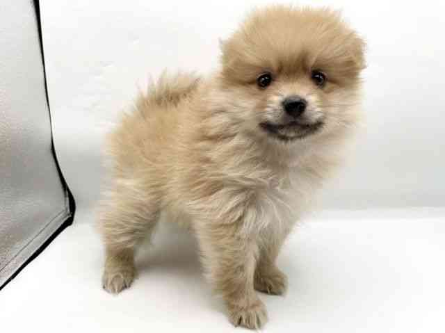 奈良県のポメラニアン (ひごペットフレンドリートナリエ大和高田店/2025年10月16日生まれ/女の子/ウルフセーブル)の子犬の3枚目の画像