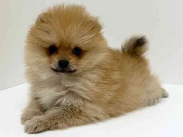 兵庫県のポメラニアン (ひごペットフレンドリーブルメールHAT神戸店/2025年10月18日生まれ/女の子/オレンジ)の子犬の3枚目の画像