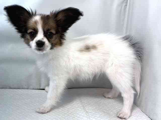 大阪府のパピヨン (ひごペットフレンドリー堺プラットプラット店/2025年10月19日生まれ/女の子/ホワイトブラウン)の子犬の3枚目の画像