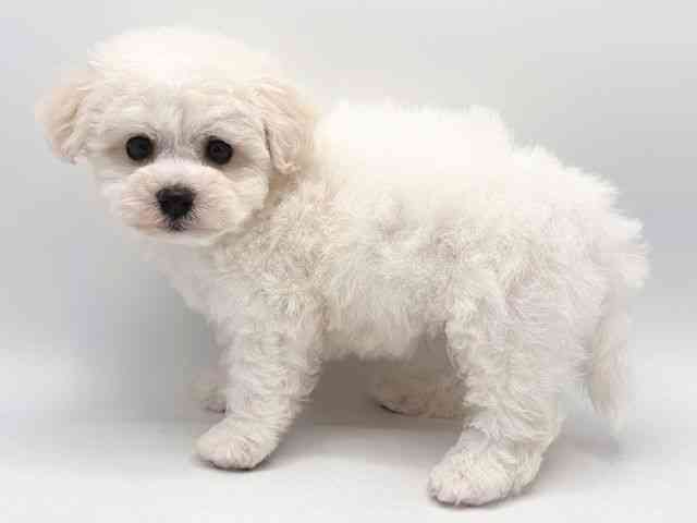 奈良県のビションフリーゼ (ひごペットフレンドリー田原本店/2025年10月18日生まれ/女の子/ホワイト)の子犬の3枚目の画像