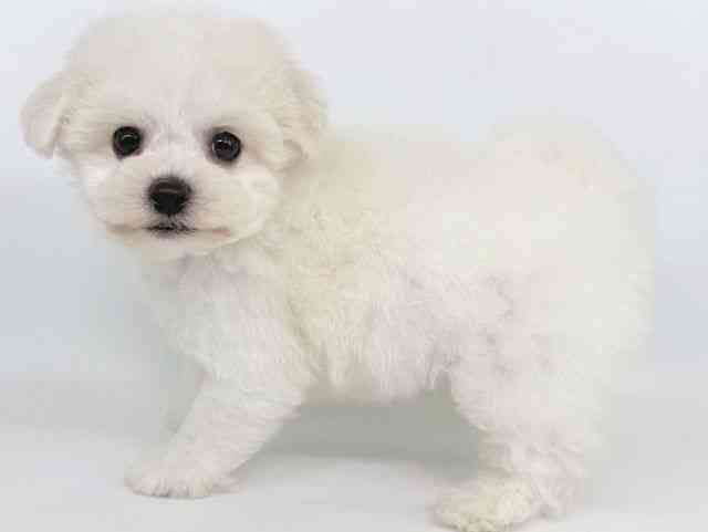 大阪府のビションフリーゼ (ひごペットフレンドリー瓜破店/2025年10月18日生まれ/男の子/ホワイト)の子犬の3枚目の画像