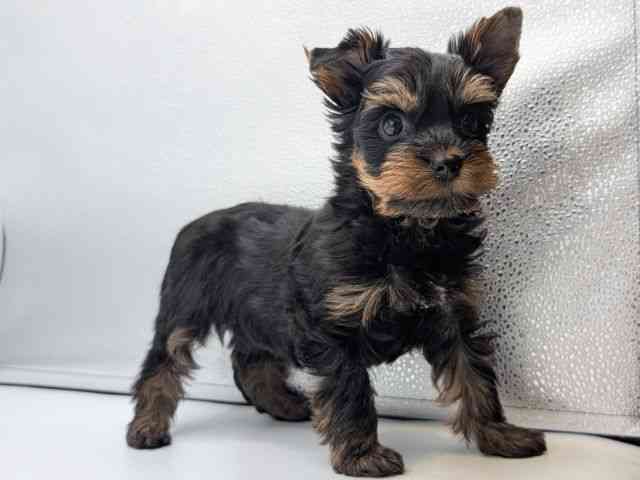 香川県のヨークシャーテリア (ひごペットフレンドリーゆめタウン高松店/2025年10月9日生まれ/女の子/スチールブルータン)の子犬の3枚目の画像