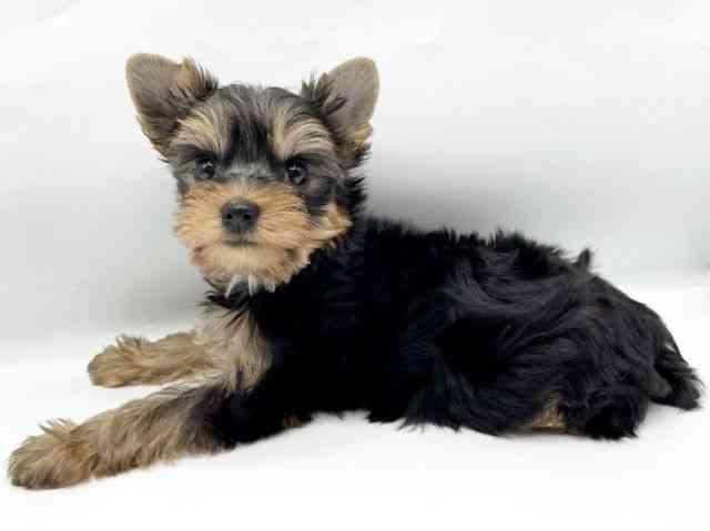 奈良県のヨークシャーテリア (ひごペットフレンドリートナリエ大和高田店/2025年10月9日生まれ/男の子/スチールブルータン)の子犬の3枚目の画像