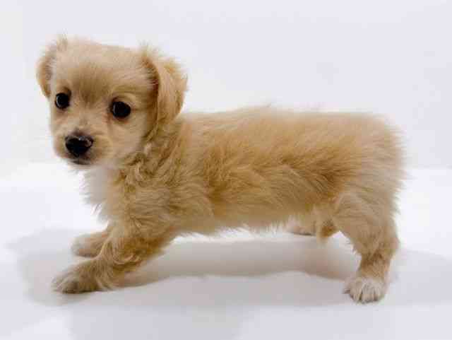 広島県のチワックス(チワワ×ダックス) (ひごペットフレンドリーフジグラン神辺店/2025年10月17日生まれ/女の子/クリーム)の子犬の3枚目の画像