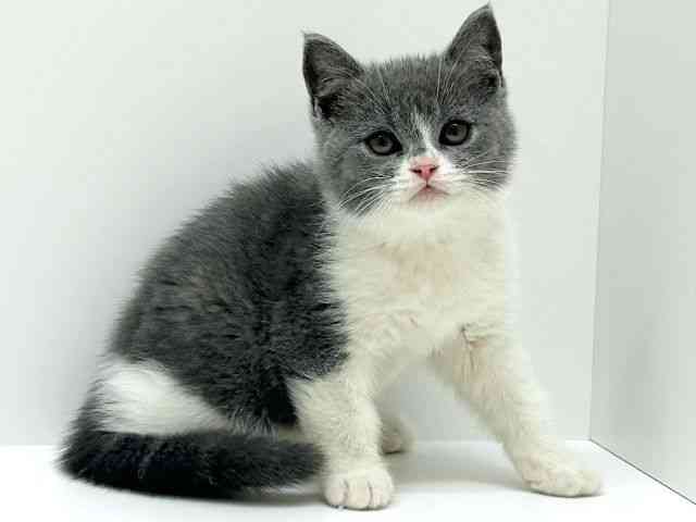 兵庫県のセルカークレックス (ひごペットフレンドリーブルメールHAT神戸店/2025年10月18日生まれ/男の子/ブルーホワイト)の子猫の3枚目の画像