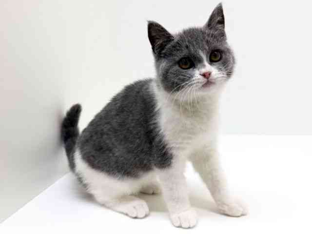 兵庫県のセルカークレックス (ひごペットフレンドリーブルメールHAT神戸店/2025年10月18日生まれ/男の子/ブルーホワイト)の子猫の3枚目の画像