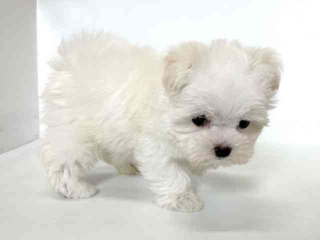 大阪府のマルチーズ (ひごペットフレンドリーアクロスプラザ住之江店/2025年10月16日生まれ/女の子/ホワイト)の子犬の3枚目の画像