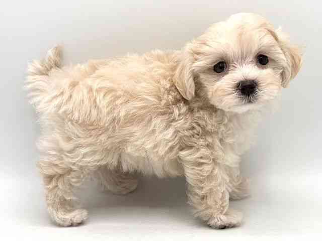 奈良県のマルプー(マルチーズ×プードル) (ひごペットフレンドリー田原本店/2025年10月19日生まれ/男の子/クリーム)の子犬の3枚目の画像