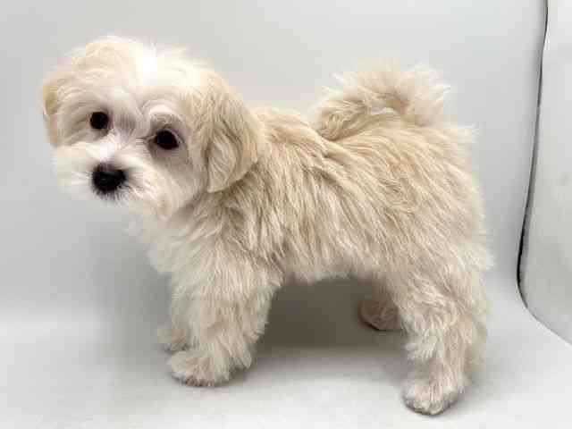 奈良県のマルプー(マルチーズ×プードル) (ひごペットフレンドリー田原本店/2025年10月19日生まれ/男の子/クリーム)の子犬の3枚目の画像