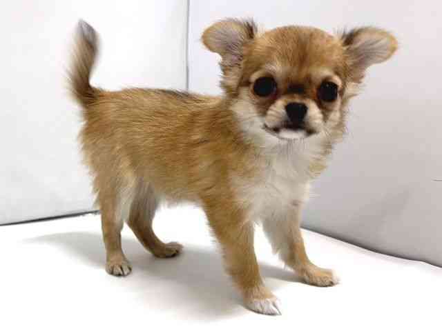 奈良県のチワワ(ロング) (ひごペットフレンドリー奈良パワーシティ店/2025年10月17日生まれ/女の子/レッドセーブルホワイト)の子犬の3枚目の画像