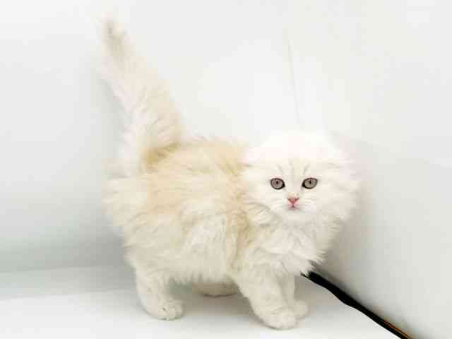 兵庫県のスコティッシュフォールド (ひごペットフレンドリーコロワ甲子園店/2025年10月17日生まれ/男の子/レッドタビーホワイト)の子猫の3枚目の画像