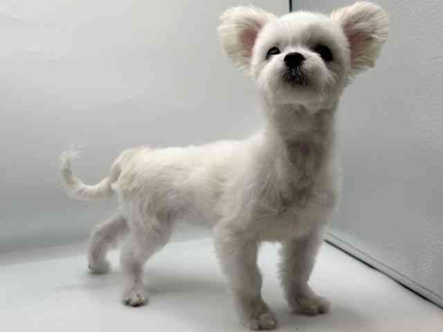 香川県のチワマル/マルチワ(チワワ×マルチーズ) (ひごペットフレンドリーゆめタウン高松店/2025年10月17日生まれ/女の子/ホワイトクリーム)の子犬の3枚目の画像