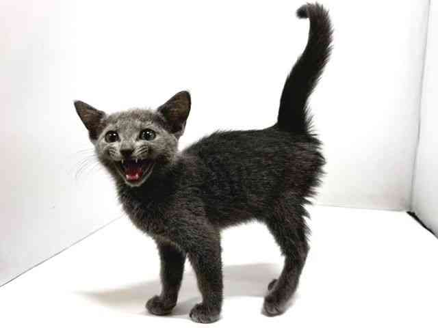 奈良県のロシアンブルー (ひごペットフレンドリー奈良パワーシティ店/2025年10月13日生まれ/男の子/ブルー)の子猫の3枚目の画像