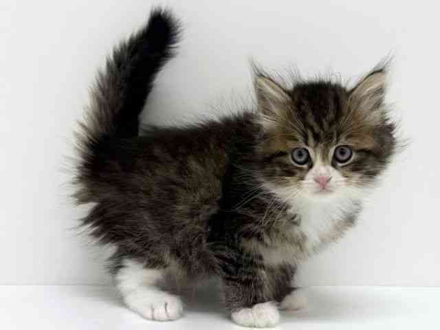 大阪府のマンチカン (ひごペットフレンドリーくずはモール店/2025年10月19日生まれ/男の子/ブラウンタビーホワイト)の子猫の3枚目の画像