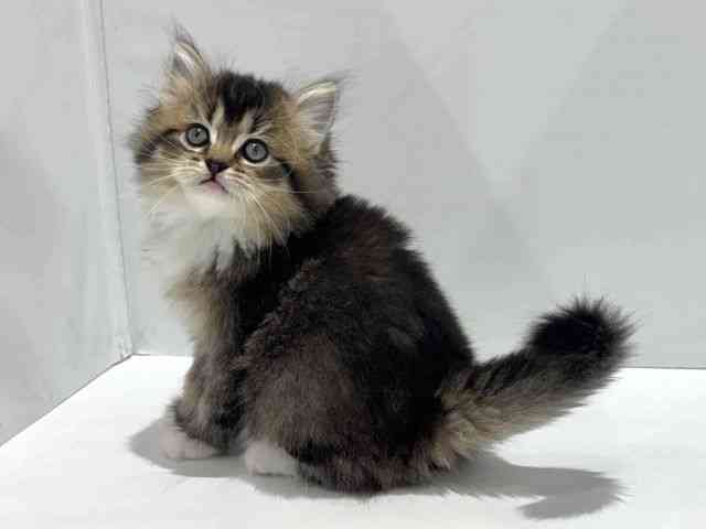 大阪府のマンチカン (ひごペットフレンドリーセブンパーク天美店/2025年10月19日生まれ/女の子/ブラウンパッチドタビーホワイト)の子猫の3枚目の画像