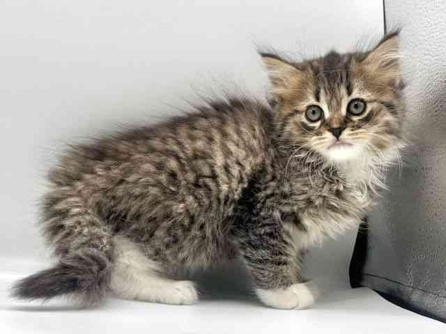 愛知県のラガマフィン (ひごペットフレンドリープライムツリー赤池店/2025年10月18日生まれ/男の子/ブラウンタビーホワイト)の子猫の3枚目の画像