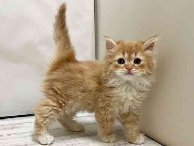 和歌山県のラガマフィン (ひごペットフレンドリーパームシティ和歌山店/2025年10月18日生まれ/女の子/レッドタビーホワイト)の子猫の3枚目の画像