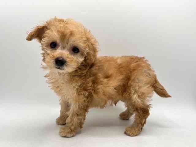 奈良県のトイプードル(トイ) (ひごペットフレンドリー田原本店/2025年10月8日生まれ/男の子/アプリコット)の子犬の3枚目の画像