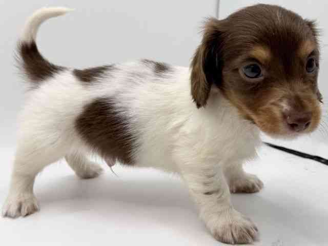 大阪府のミニチュアダックスフンド(ロング) (ひごペットフレンドリーみのおキューズモール店/2025年10月8日生まれ/男の子/チョコレートタンパイボールド)の子犬の3枚目の画像