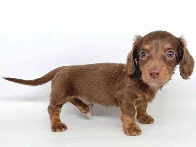 大阪府のミニチュアダックスフンド(ロング) (ひごペットフレンドリー瓜破店/2025年10月8日生まれ/男の子/チョコレートタン)の子犬の3枚目の画像