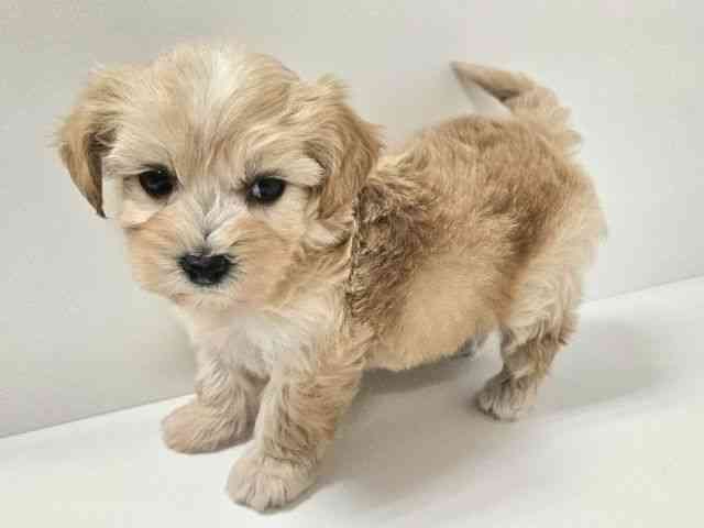 愛知県のマルプー(マルチーズ×プードル) (ひごペットフレンドリーイトーヨーカドー知多店/2025年10月19日生まれ/男の子/アプリコット)の子犬の3枚目の画像