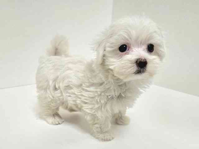 愛知県のマルプー(マルチーズ×プードル) (ひごペットフレンドリーイトーヨーカドー知多店/2025年10月19日生まれ/女の子/ホワイト)の子犬の3枚目の画像