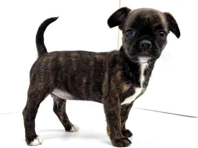 大阪府のチワブル(チワワ×フレンチブルドッグ) (ひごペットフレンドリーイオンタウン茨木太田店/2025年10月19日生まれ/女の子/ブリンドルホワイト)の子犬の3枚目の画像