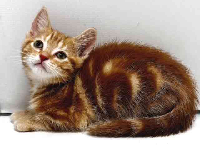 奈良県のアメリカンショートヘアー (ひごペットフレンドリー奈良パワーシティ店/2025年10月19日生まれ/女の子/レッドタビー)の子猫の3枚目の画像