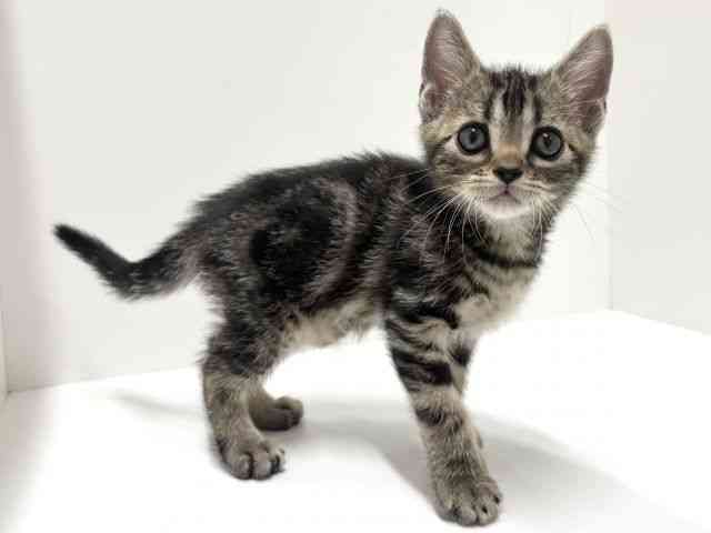 愛知県のアメリカンショートヘアー (ひごペットフレンドリーららぽーと名古屋みなとアクルス店/2025年10月16日生まれ/男の子/ブラウンタビー)の子猫の3枚目の画像