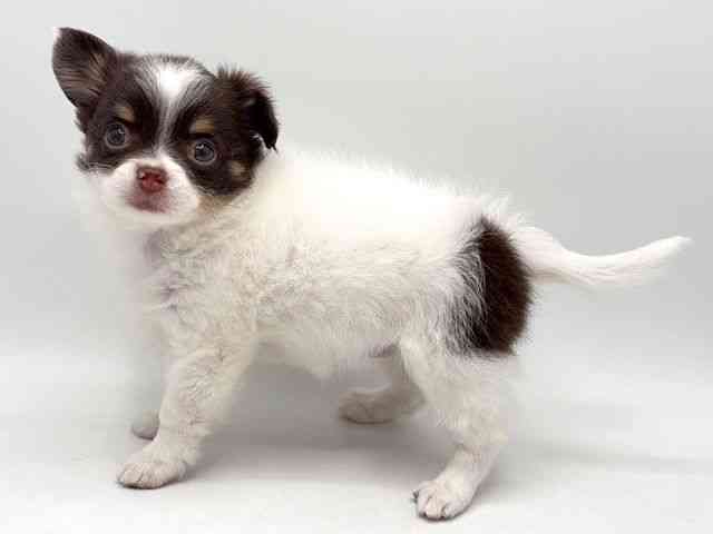 奈良県のチワワ(ロング) (ひごペットフレンドリー田原本店/2025年10月19日生まれ/女の子/ホワイトチョコレートタン)の子犬の3枚目の画像