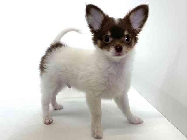 大阪府のチワワ(ロング) (ひごペットフレンドリーアクロスプラザ住之江店/2025年10月19日生まれ/男の子/ホワイトチョコレートタン)の子犬の3枚目の画像