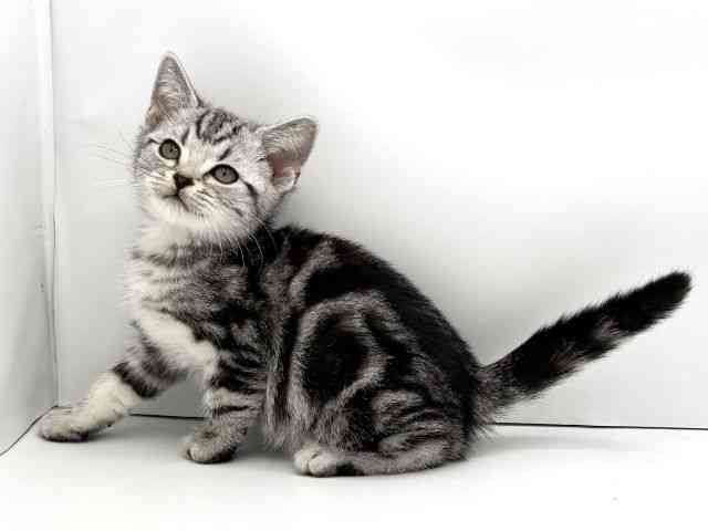 兵庫県のアメリカンショートヘアー (ひごペットフレンドリークラウンパーク伊丹店/2025年10月17日生まれ/女の子/シルバータビー)の子猫の3枚目の画像