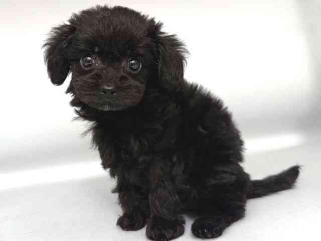 大阪府のチワプー/プーチー(チワワ×プードル) (ひごペットフレンドリー岸和田店/2025年10月18日生まれ/男の子/ブラック)の子犬の3枚目の画像